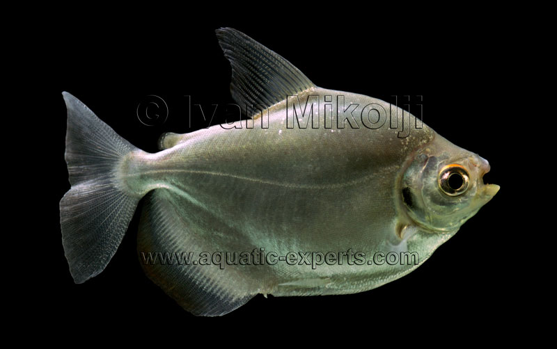 peces del rio orinoco